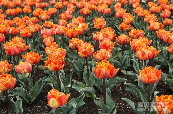 2014上海鲜花港_上海鲜花港_一束鲜花(5)