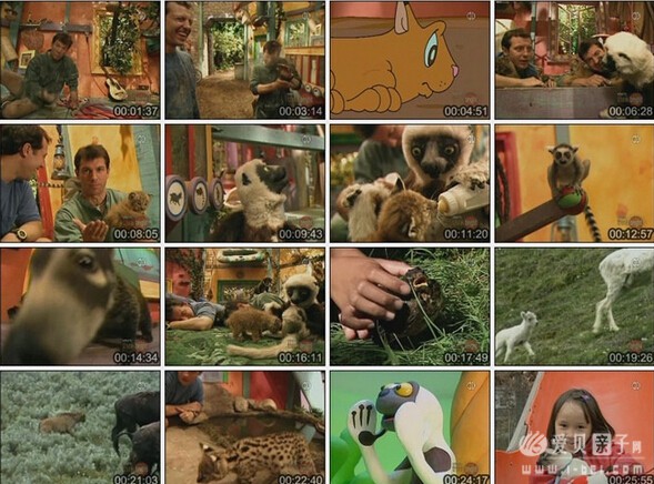 儿童英语动画 PBS Kids-Zoboomafoo 野生动物系列 共32集（2-6岁孩子适用）图片 No.2