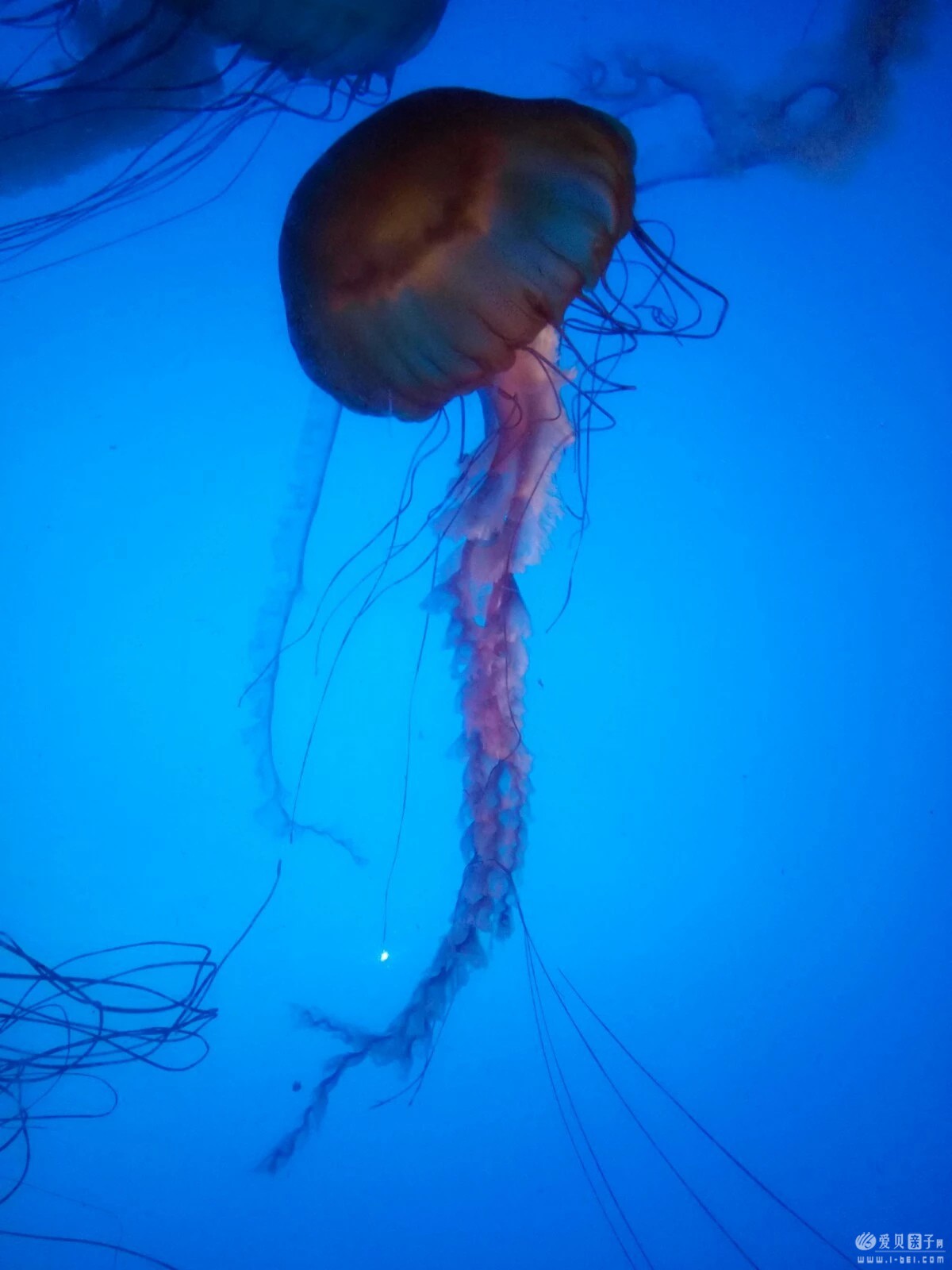 2015-06-21 (35).jpeg