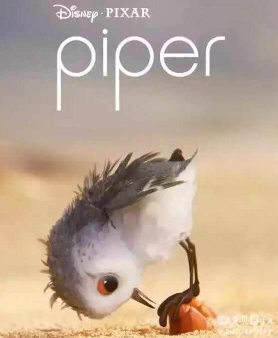 第89届奥斯卡最佳动画短片: Piper 鹬 超清百度云下载 - 爱贝亲子网