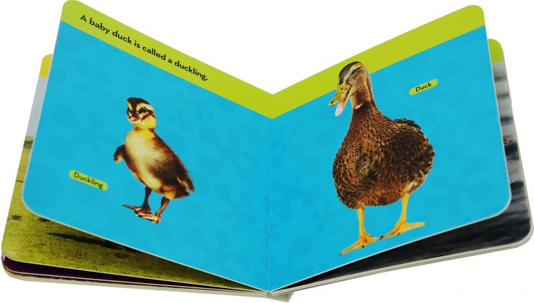 ���ҵ����׶���Kids Look and Learnֽ����