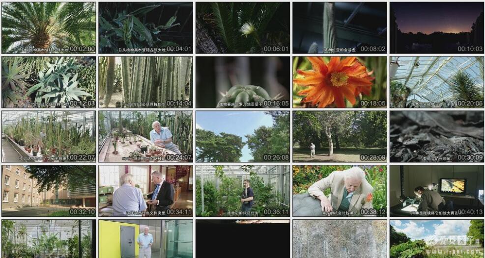 ��������Դ��������¼Ƭ: ֲ������ Kingdom of Plants ȫ4��   �ڸ� ����720P����+��Ӣ˫��