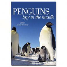 BBC  Penguin Spy In The Huddle