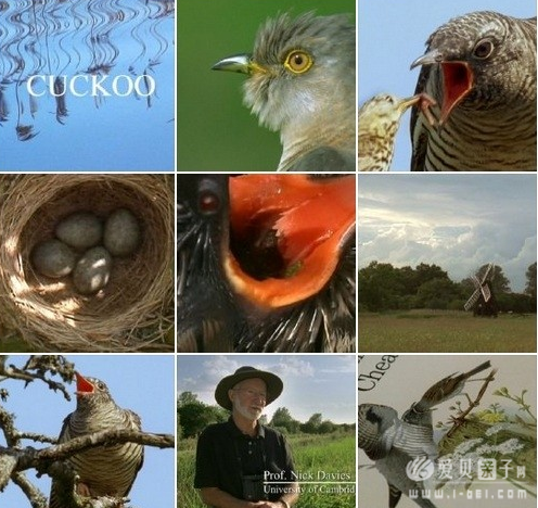 BBC¼Ƭ Natural World 2009 Cuckoo ٶ